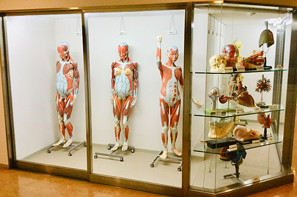 標本模型展示室の写真